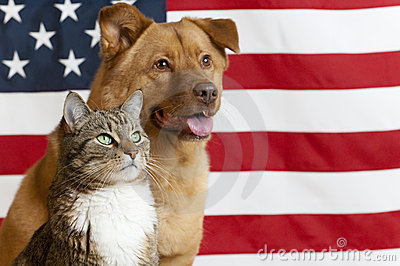 american-cat-dog-9338764.jpg